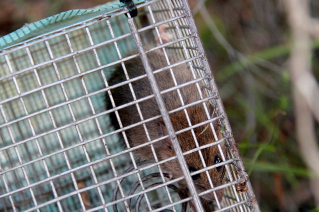  Bush rats are quite common in Booderee NP.