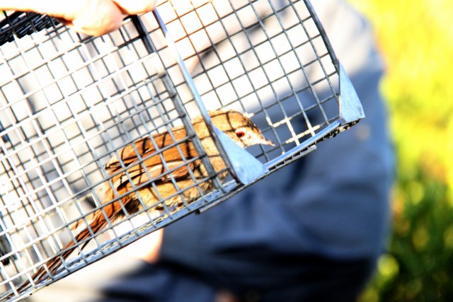 The eastern bristlebird is an endangered species but is quite common in Booderee NP.