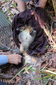 This one was female.