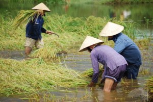 maybe-the-toughest-job-in-vietnam-rice-farming-hoi-an