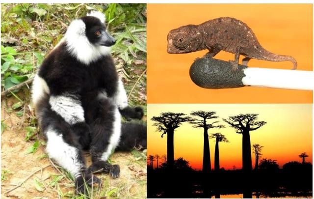 Left - Black-and-white ruffed lemur (Varecia variegata).Photo R. Quatre. Top left – Smallest chameleon (Brookesia micra) Photo digitaljournal.com. Bottom right – Baobab trees. (Photo mydestination.com).
