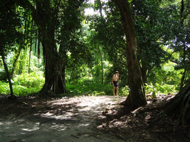 A tropical ecosystem in Palau