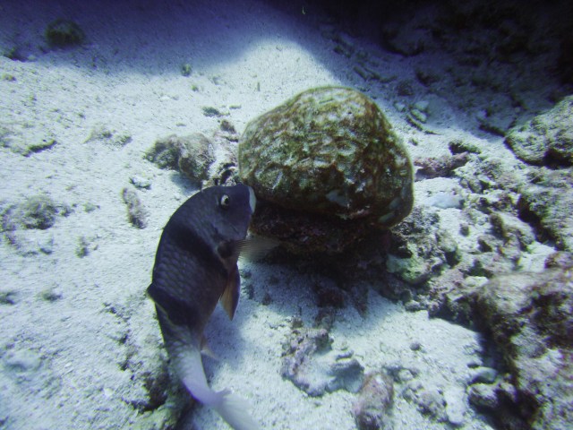Parrotfish chomping off a coral. Photo taken in Christmas Island.