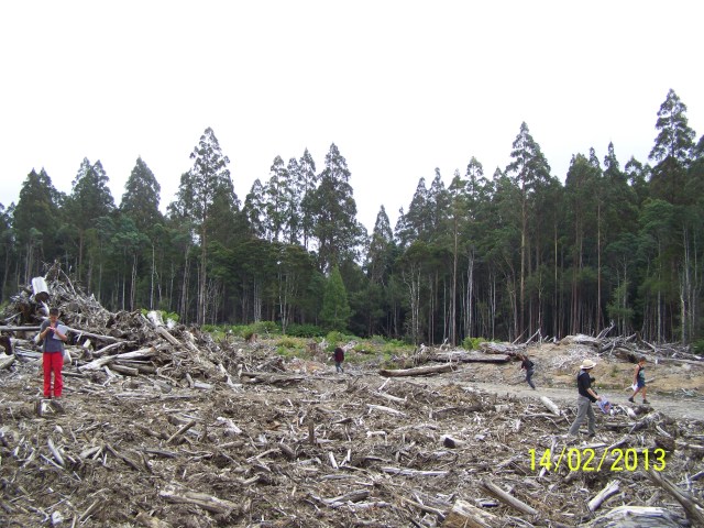 Recently logged but not yet burnt forestry coupe in South-East Tasmania. (Photo B. Huttner-Koros).