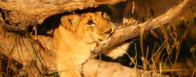 A lion cub being raised in its natural environment through the African Impact volunteer program.