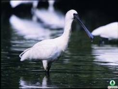 Black-faced spoonbill