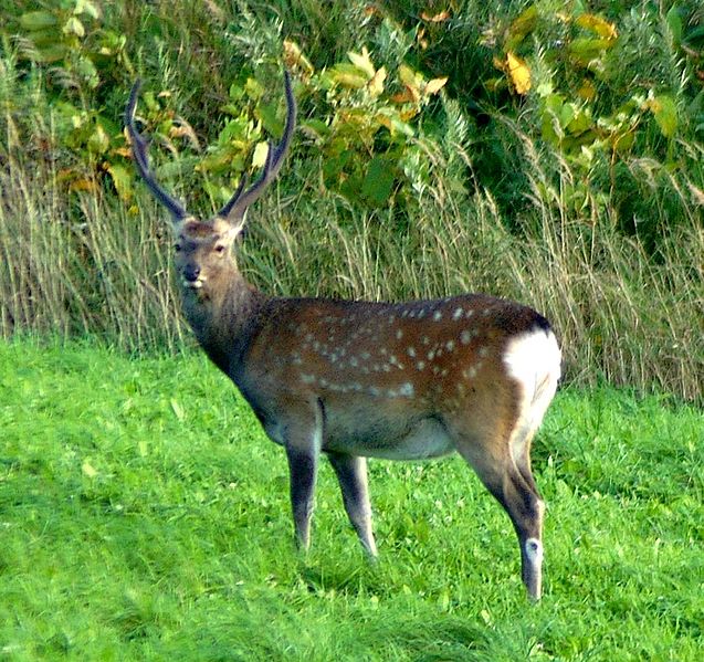 The Ezo deer. Source: http://ja.wikipedia.org/wiki/%E3%83%95%E3%82%A1%E3%82%A4%E3%83%AB:C.n.yesoensis--modified.jpg
