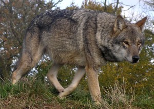 European wolf. Source:http://animalsunlimited.co.uk/reviews/organisations/