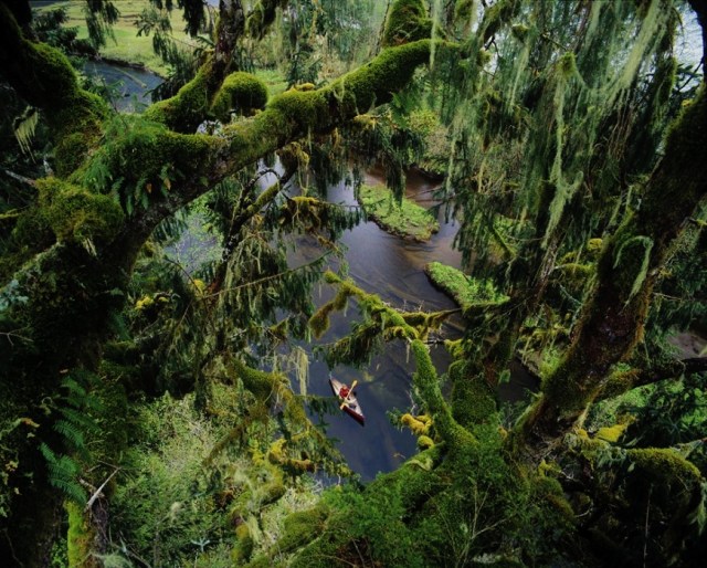 The Great Bear Rainforest, a wild stretch of western red cedar, hemlock, and spruce forest that runs 250 miles down British Columbia's coast. It is the largest intact stretch of ancient temperate rainforest left on the planet. 