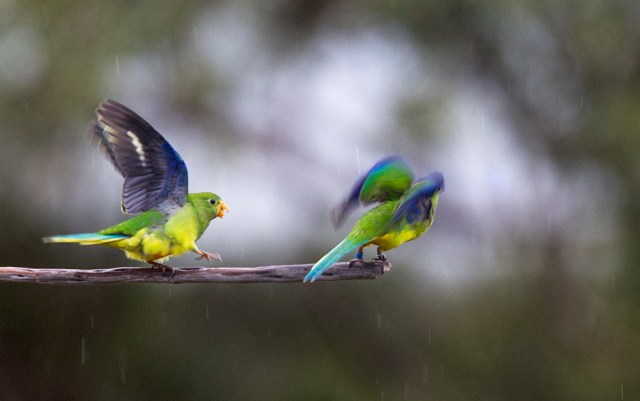 Orange-bellied Parrot, Melaleuca, Tasmania, January 2011 x8