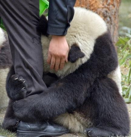 panda grabs a volunteer's leg