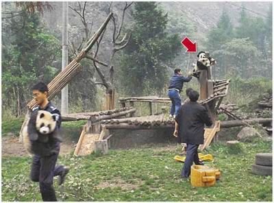 panda stayed on the trees