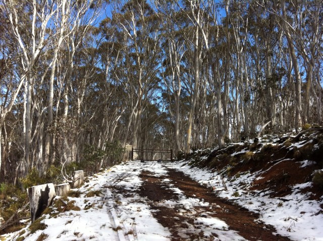Namadgi National Park is home to a wide range of environments from the gnarly windswept Snow Gums (E. pauciflora) on the tree line, through to the sphagnum moss bogs which are home to the endangered Northern Corroboree Frog (Pseudophryne pengilleyi).