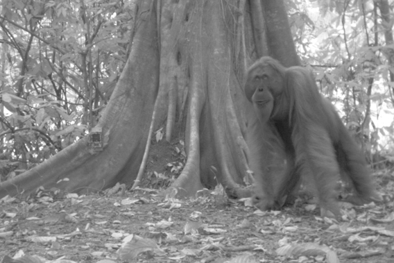 The Borneon OrangUtan (Pongo pygmaeus), Endangered. Photo by: Sabah Wildlife Department (SWD) and the Danau Girang Field Centre (DGFC).