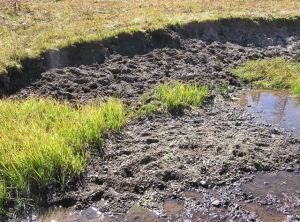 Image from: http://www.sierranaturenotes.com/naturenotes/CSERC_GrazingImpacts_201001.html