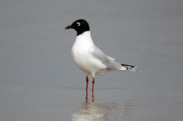 Saunders' Gull