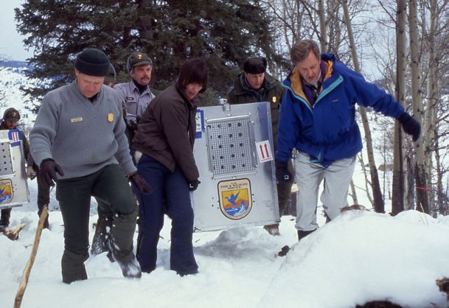 Wolf reintroduction was carried out in Yellowstone National Park in 1995. Source: http://en.wikipedia.org/wiki/File:Reintroduced_wolves_being_carried_to_acclimation_pens,_Yellowstone_National_Park,_January,_1995.jpg