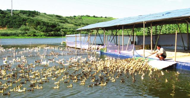 Integrative farming system of duck breeding and fishery in Hunan Province of China.