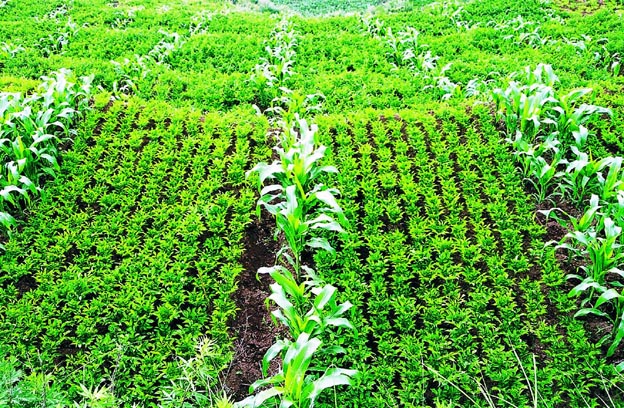 Intercropping provides a more structually complext habitat for species on agricultural landscapes.