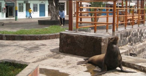 People and sea lions, a daily scene at San Cristobal Island Pier – Source: Galapagos National Park  Service 2014