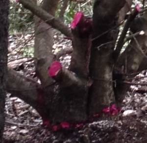 Frilling on a woody weed