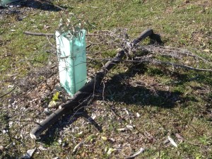 Woody debris protecting seedling