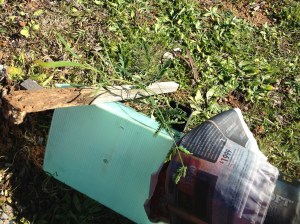 Seedling, with guard and newspaper before planting