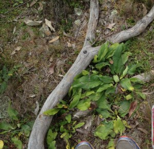 Patterson’s Curse (Echium plantagineum) 