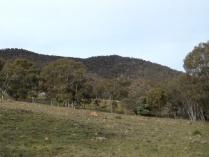 Landscape around Mount Majura