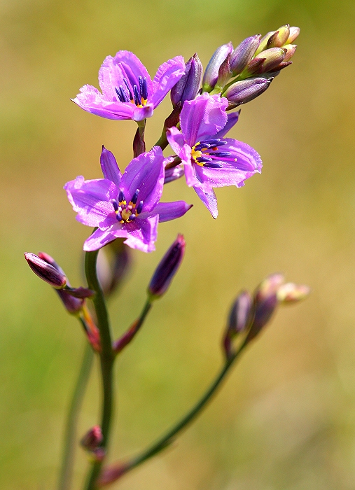 20061120094002_chocolate-lily
