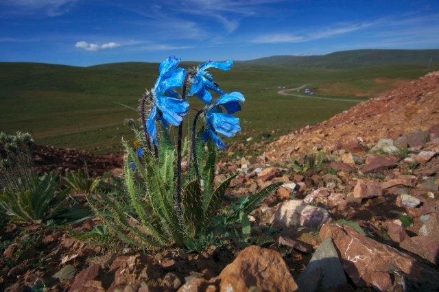 Prickly Blue poppy [Photo/Dong Lei]