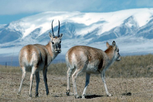 Tibetan antelope   [Photo/Baidu]