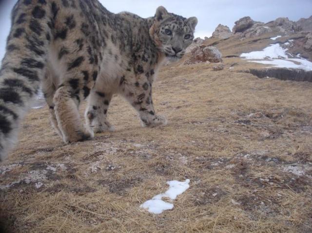 Snow leopard    [Photo/Juan Li/Peking University and Shanshui Conservation Center]