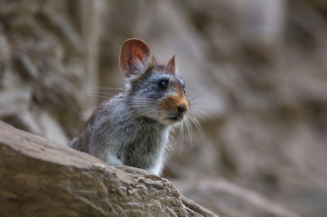 Glover's pika  [Photo/Dong Lei]