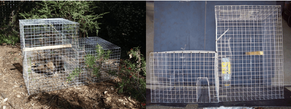 Indian Myna Traps – birds are enticed into the traps with food and cannot escape back through the chute.  Image from http://indianmynaaction.org.au/ 