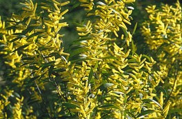 Catkin Wattle