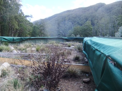 The first large enclosure built, the only one that has frogs in it