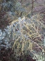 Green Wattle (Acacia decurrens)