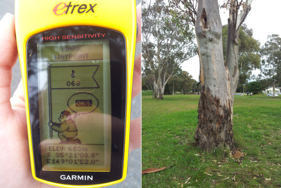 I used geo-coders to determine the exact coordinates of trees which had Indian Myna refugial nests.  This reference is of this old Red-Box Gum (pictured with nest visible) in Ordell Street, Chapman.