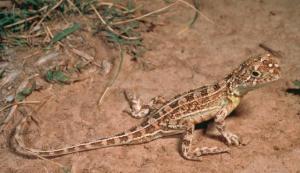 Apart from a few slugs and black widow spiders, we unfortunately didn’t catch any grassland earless dragons that day. Photo from http://bwvp.ecolinc.vic.edu.au/fieldguide/fauna/grassland-earless-dragon#details