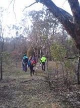 Woody weeds volunteers