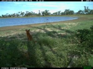Feral fox captured by the motion-triggered cameras (Source: CSIRO)
