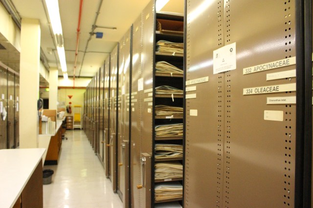 Inside the Australian National Herbarium. Compactus systematically organised by plant families and genera. We can also see the pigeon holes with plant specimens mounted onto paper and systematically stacked, they are kept for current and future studies on various fields of plant biology.