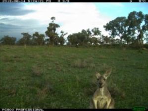 Kangaroo captured by the motion-triggered cameras (Source: CSIRO)