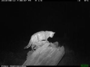 Feral cat captured by the motion-triggered cameras (Source: CSIRO)