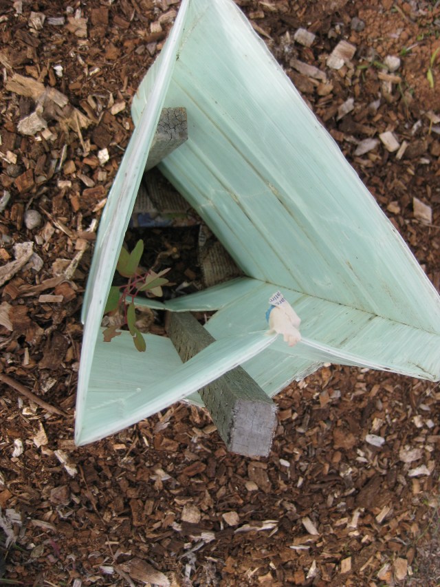 A newly planted apple-box sapling