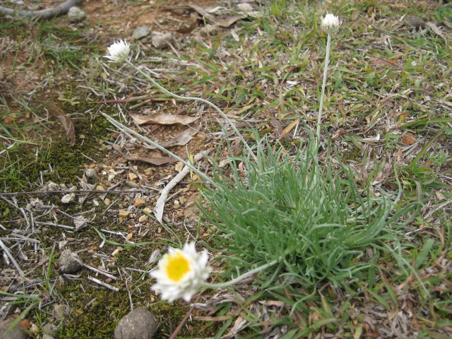 A little hope. This paper daisy is naturally occurring, no human intervention required, meaning that the area is once again supporting these plants and they can be reintroduced and hopefully create a self-sustaining population. 
