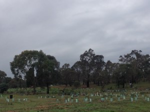 Mount Majura Nature Reserve - view from the car park