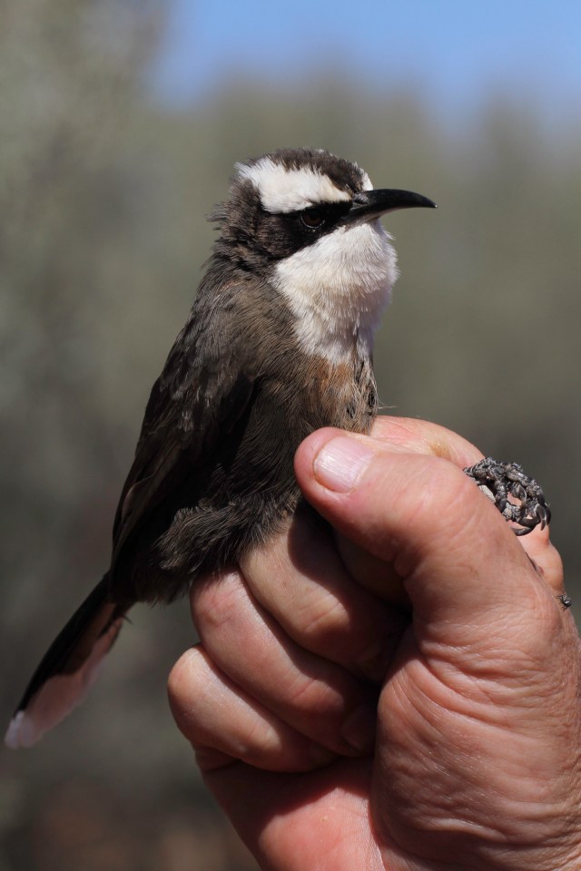 Hall’s Babbler