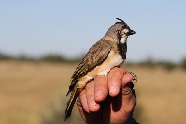 A male Crested Bellbird. This individual was caught in an area of Mulga.